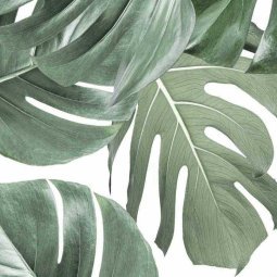 Monstera Botanical behang Wit